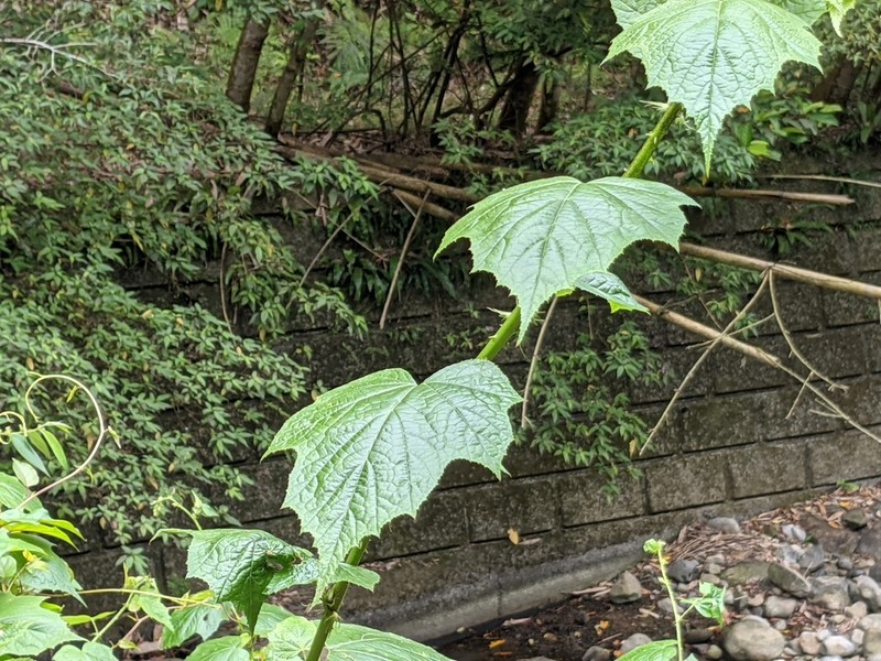 Rubus lambertianus photo 3