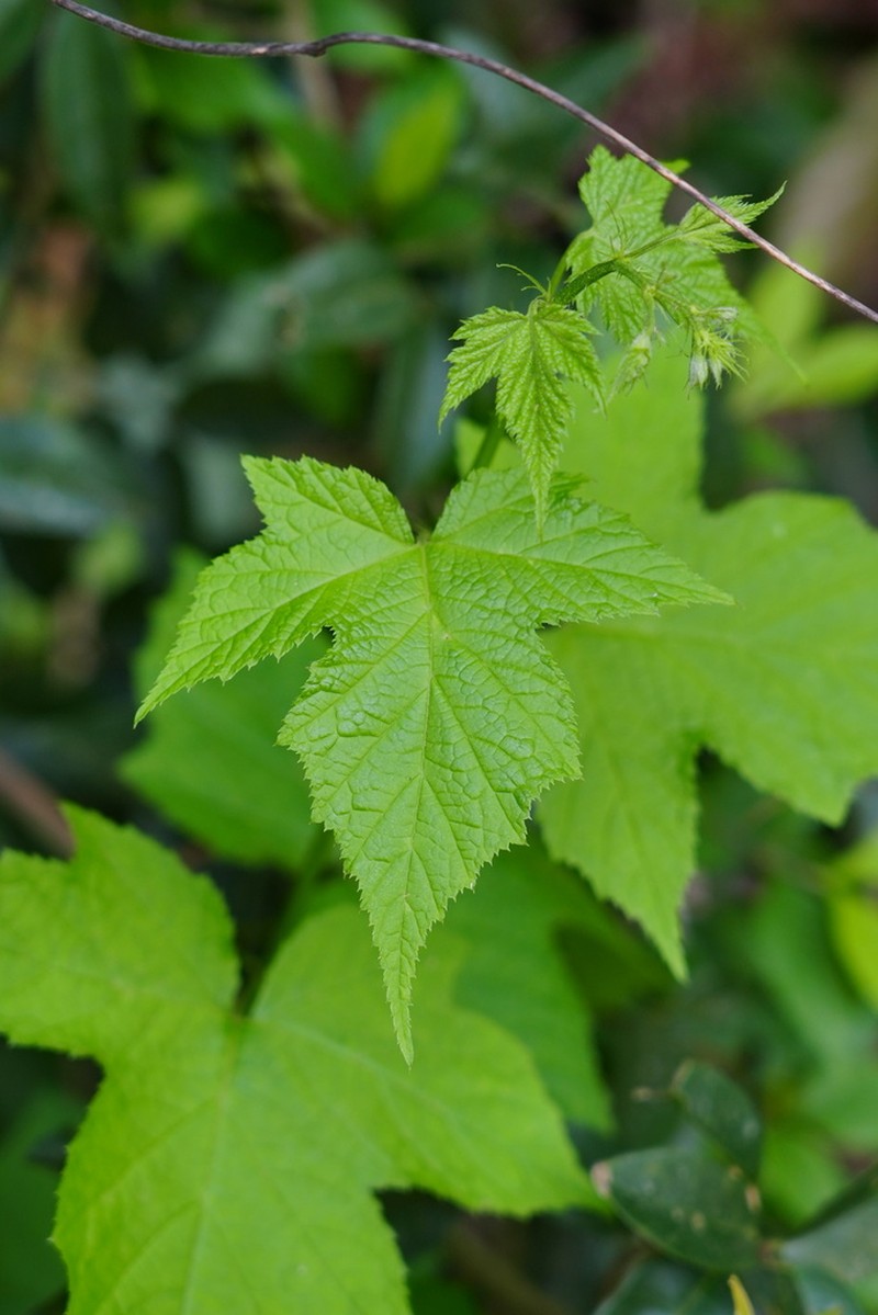 Rubus lambertianus photo 4