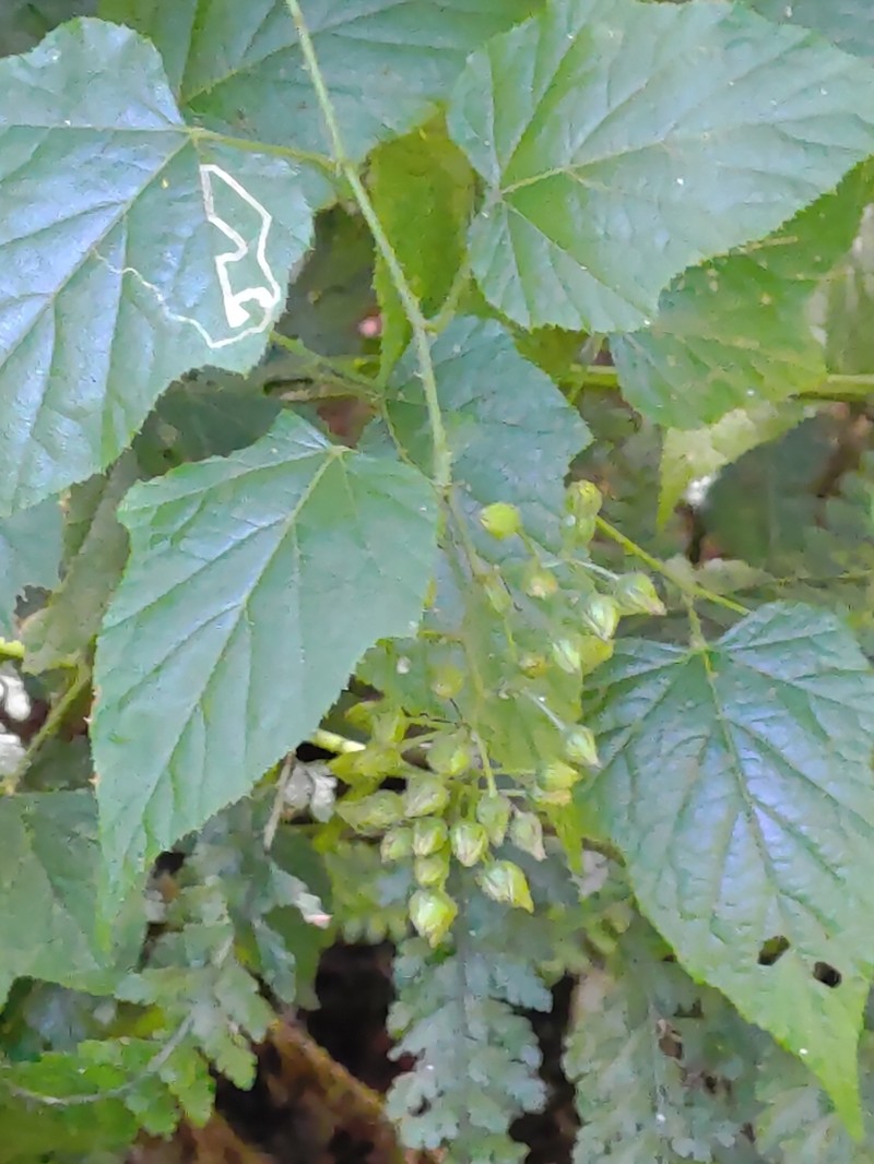 Rubus lambertianus photo 5