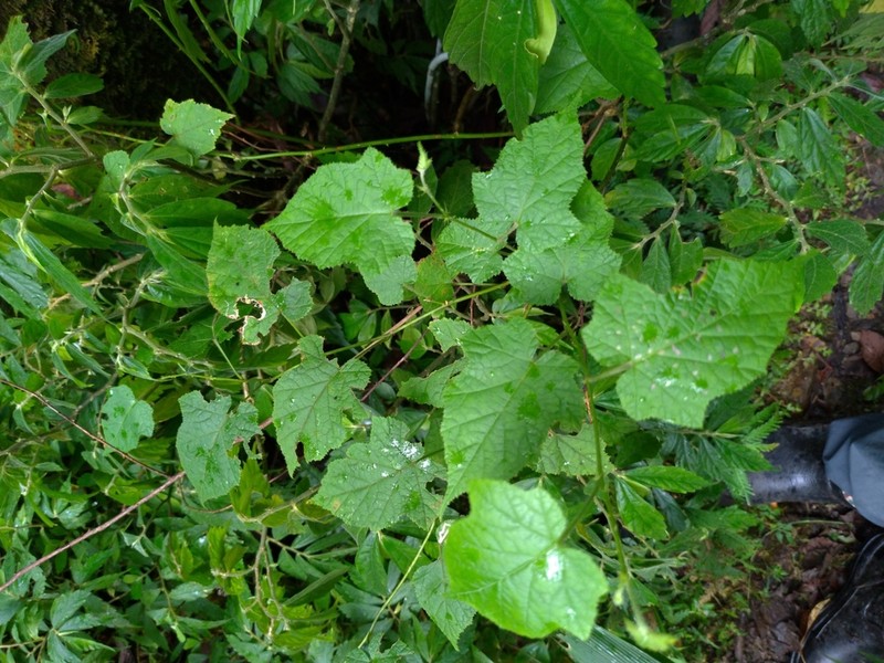Rubus lambertianus photo 6