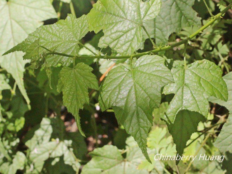 Rubus lambertianus photo 7
