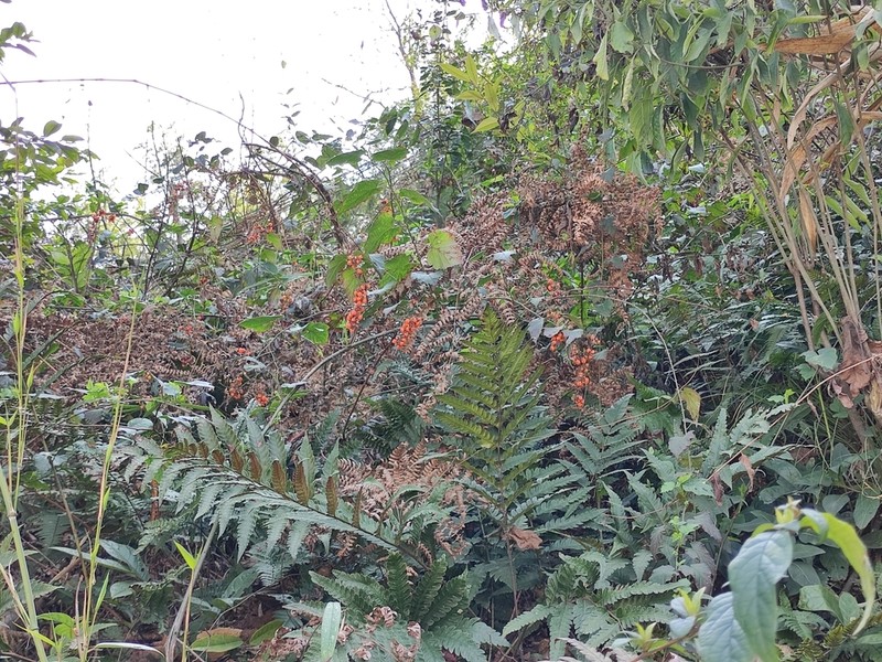 Rubus lambertianus photo 8