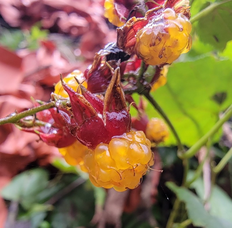 Rubus lambertianus var. glaber