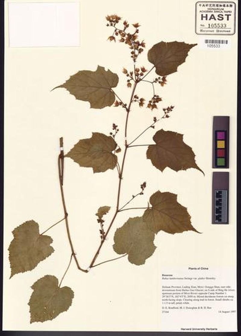 Rubus lambertianus var. glaber photo 2