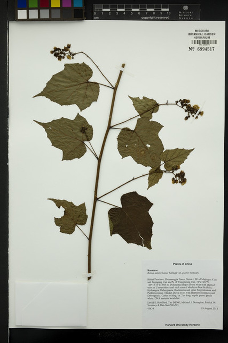 Rubus lambertianus var. glaber photo 3
