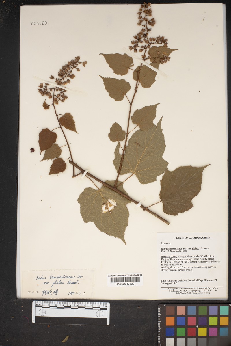 Rubus lambertianus var. glaber photo 4