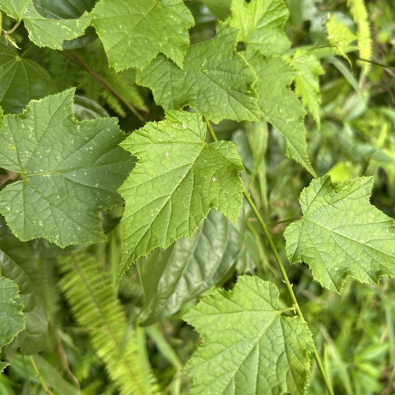 Rubus lambertianus var. glandulosus