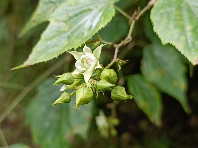 Rubus lambertianus var. glandulosus photo 2