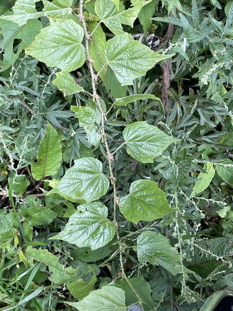 Rubus lambertianus var. glandulosus photo 3