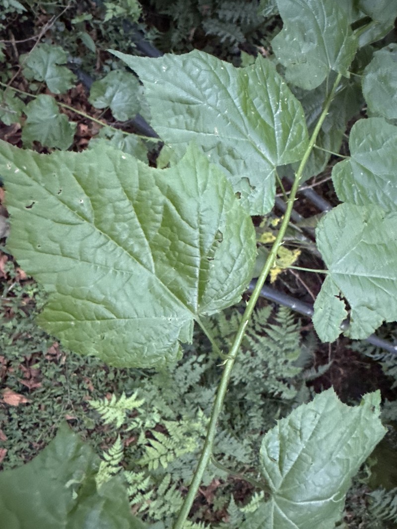 Rubus lambertianus var. glandulosus photo 4