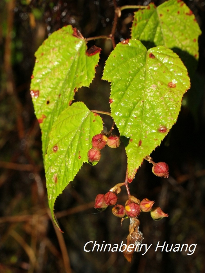 Rubus lambertianus var. glandulosus photo 5