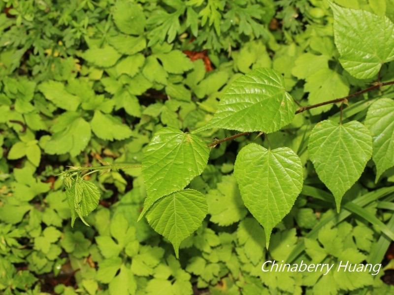 Rubus lambertianus var. glandulosus photo 6