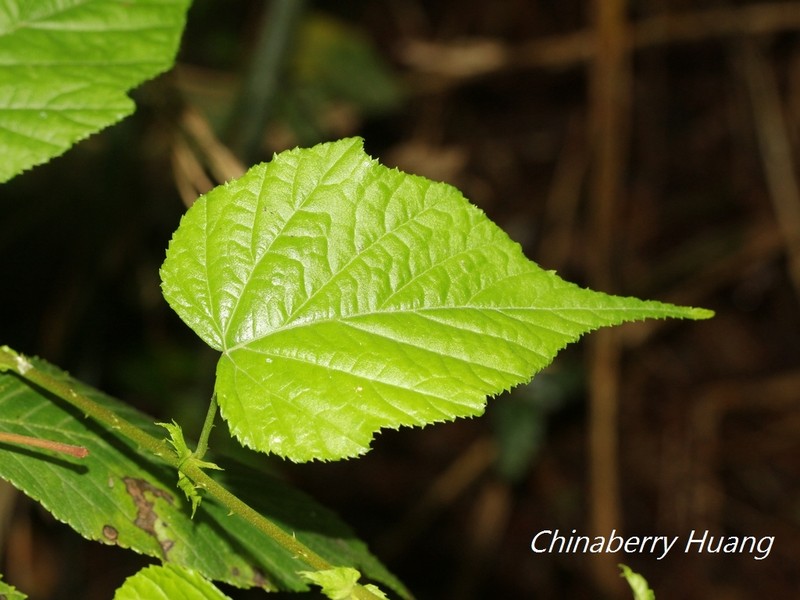 Rubus lambertianus var. glandulosus photo 7