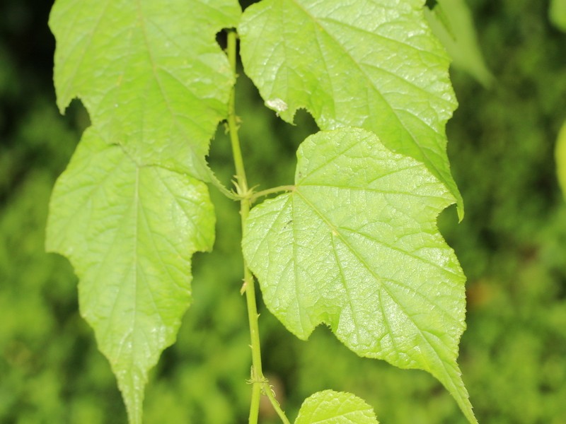 Rubus lambertianus var. glandulosus photo 8