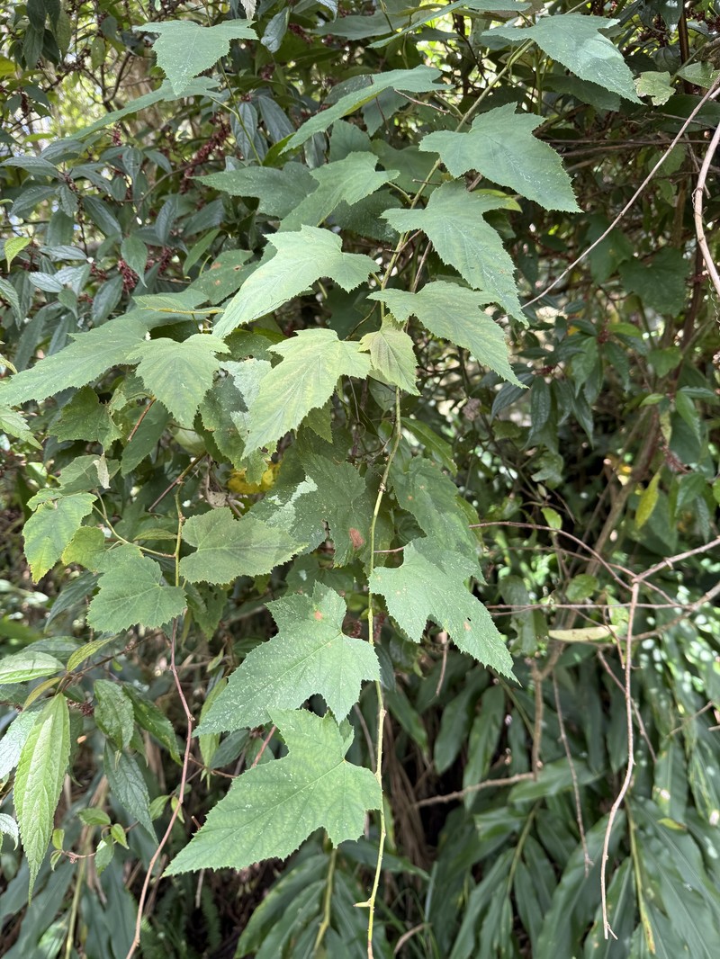 Rubus lambertianus var. lambertianus