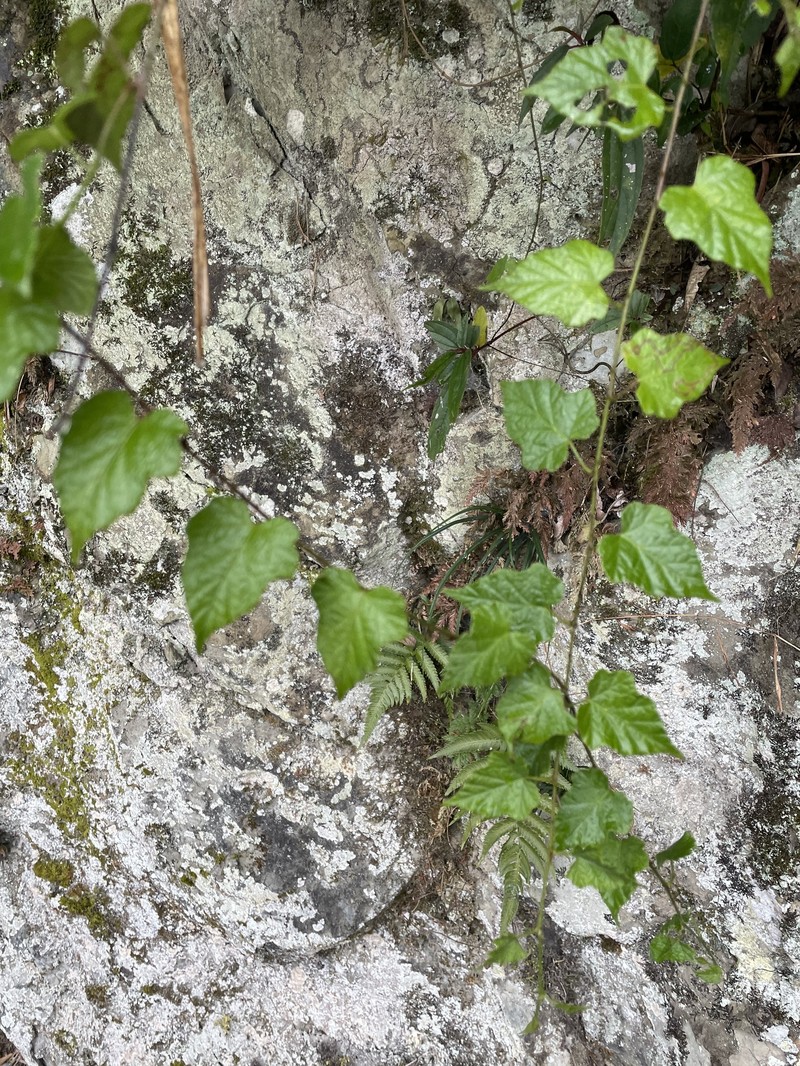 Rubus lambertianus var. lambertianus photo 2