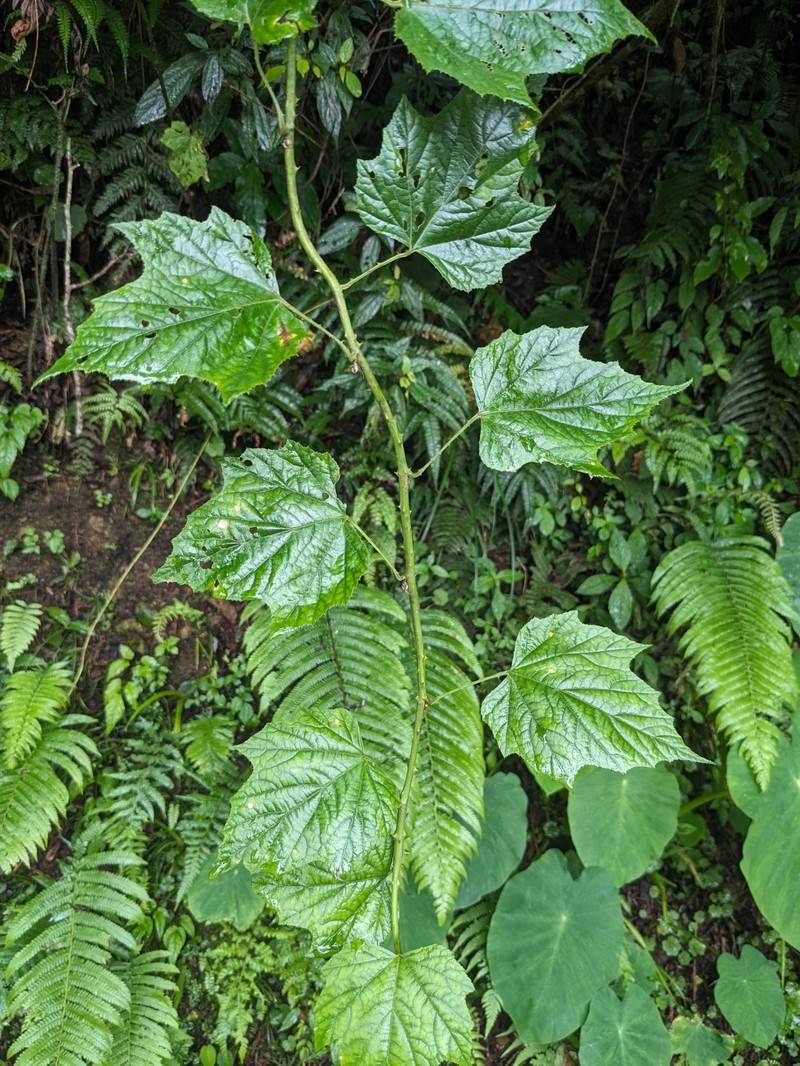Rubus lambertianus var. lambertianus photo 3