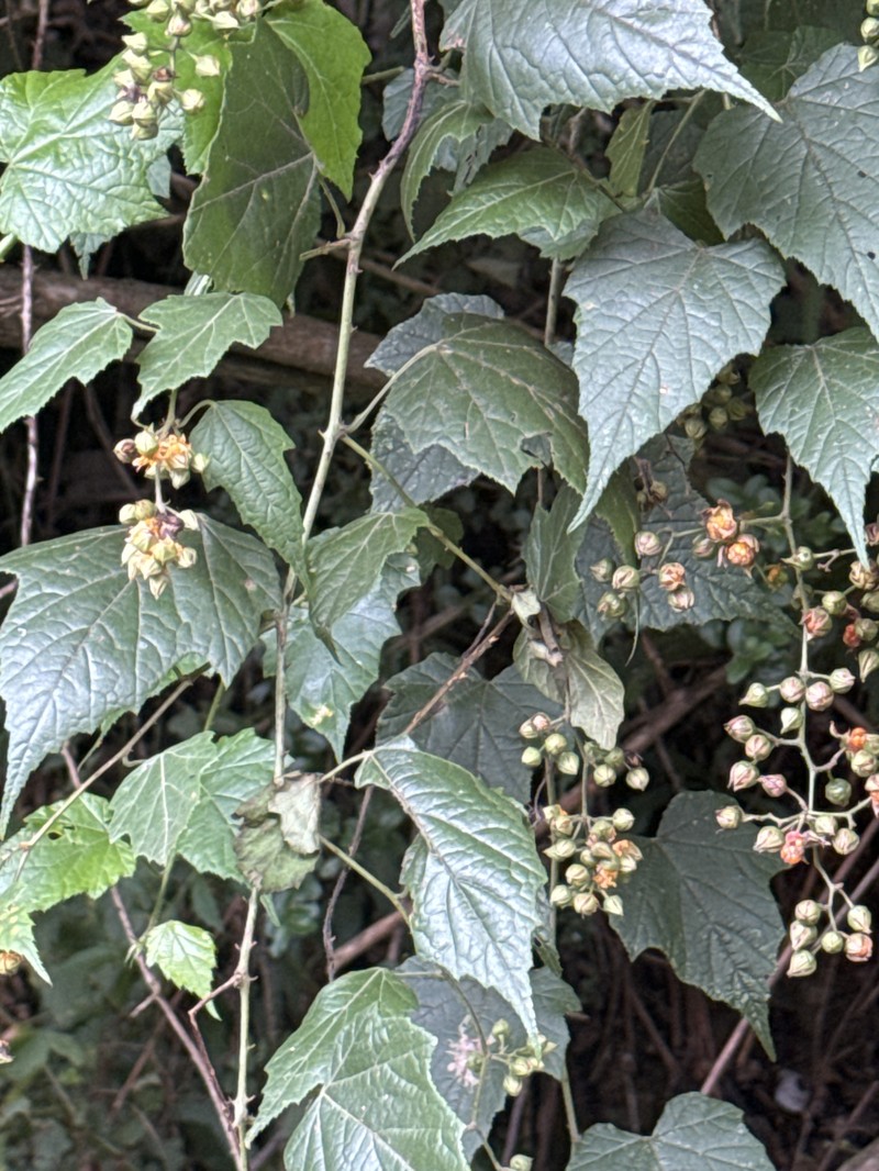 Rubus lambertianus var. lambertianus photo 4