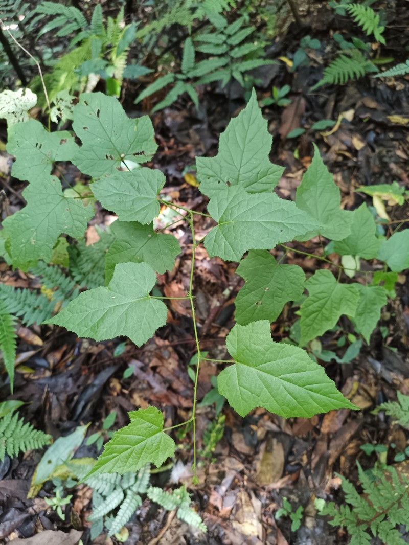 Rubus lambertianus var. lambertianus photo 5