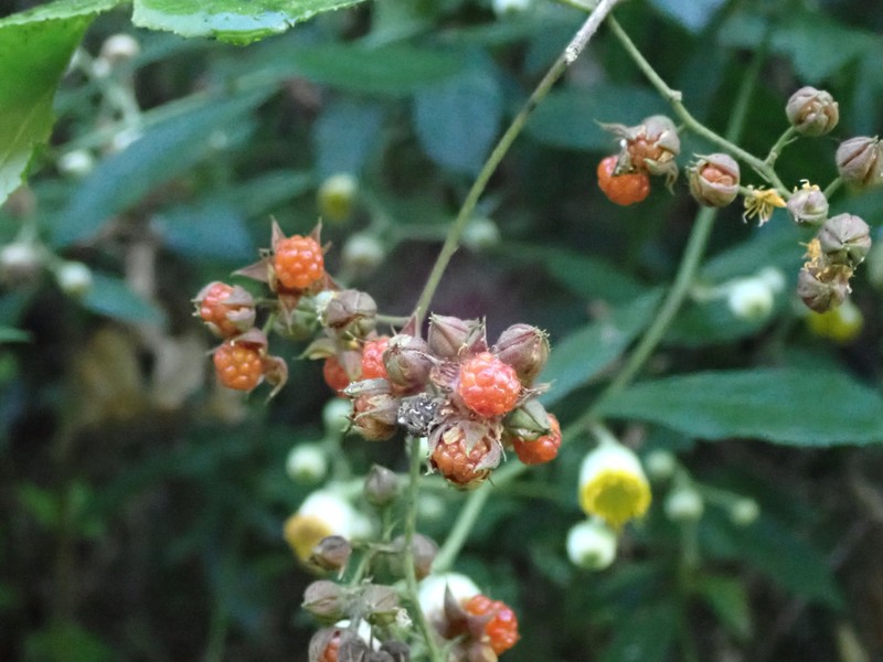 Rubus lambertianus var. lambertianus photo 6