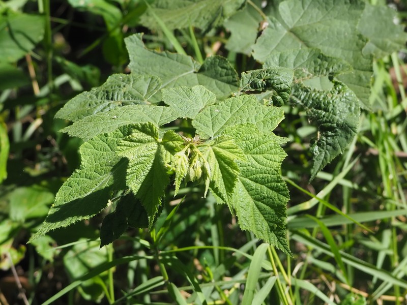 Rubus lambertianus var. lambertianus photo 7