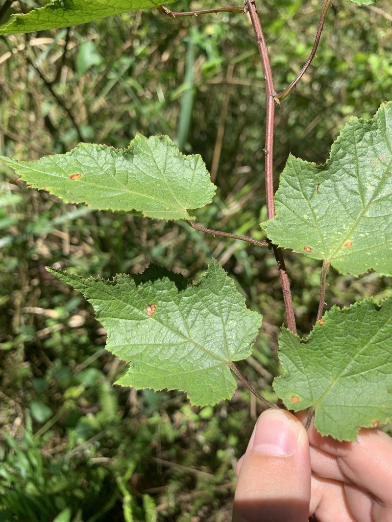 Rubus lambertianus var. lambertianus photo 8
