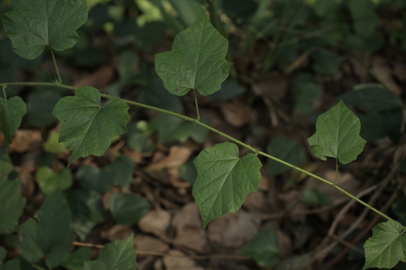 Rubus lambertianus var. paykouangensis