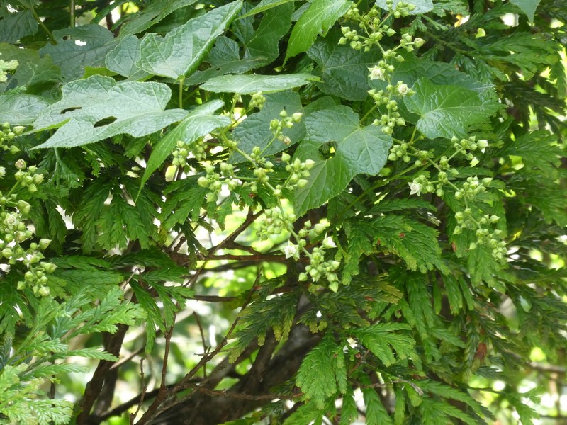 Rubus lambertianus var. paykouangensis photo 2