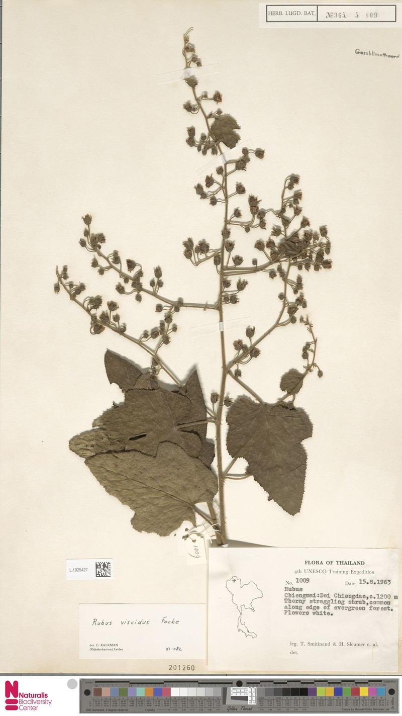 Rubus lambertianus var. paykouangensis photo 3