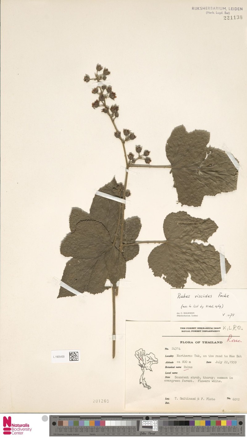 Rubus lambertianus var. paykouangensis photo 4