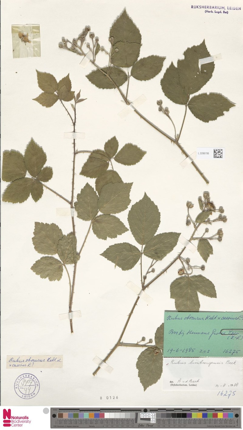 Rubus lamburnensis