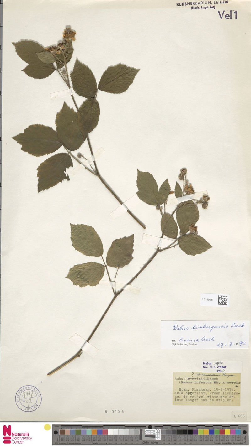 Rubus lamburnensis photo 2