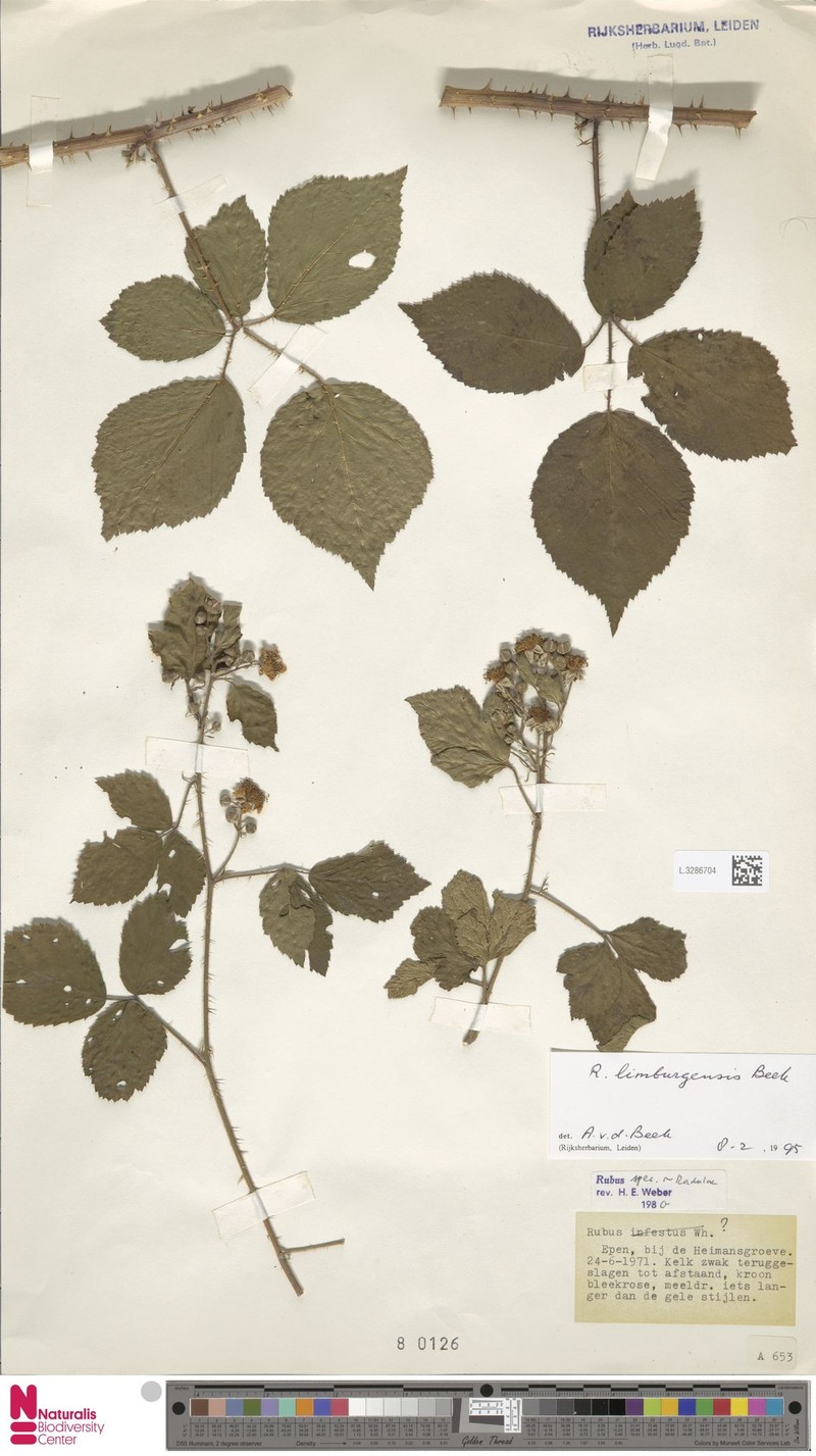 Rubus lamburnensis photo 3