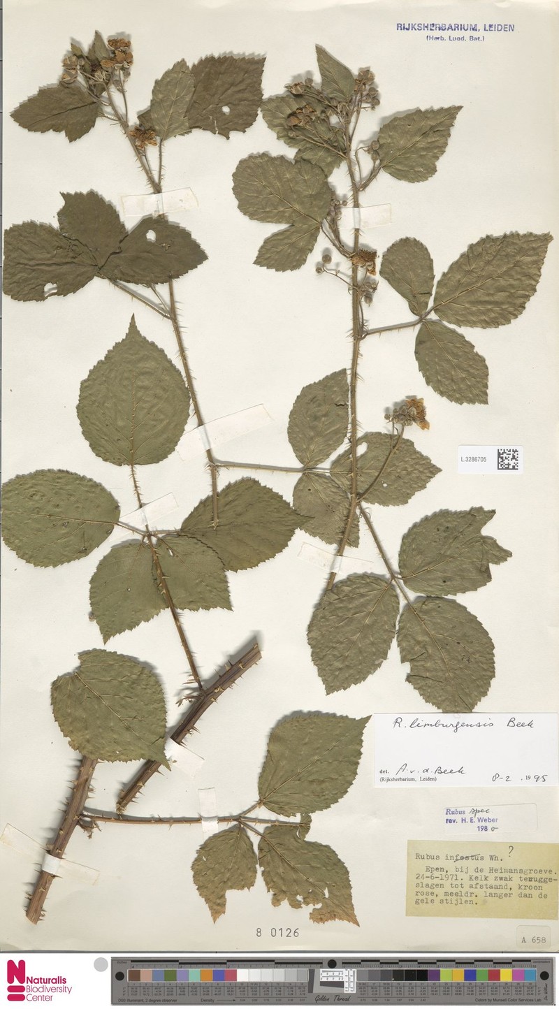 Rubus lamburnensis photo 4