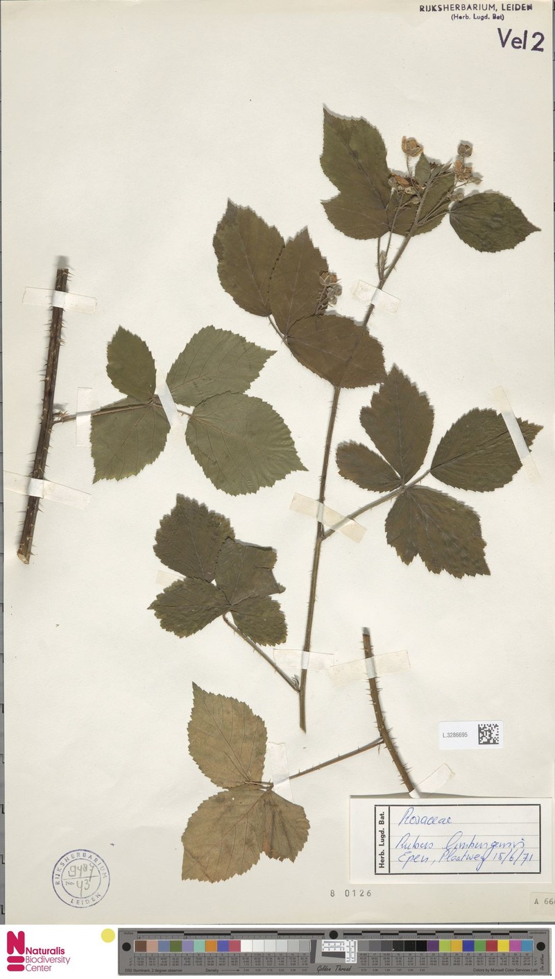 Rubus lamburnensis photo 5