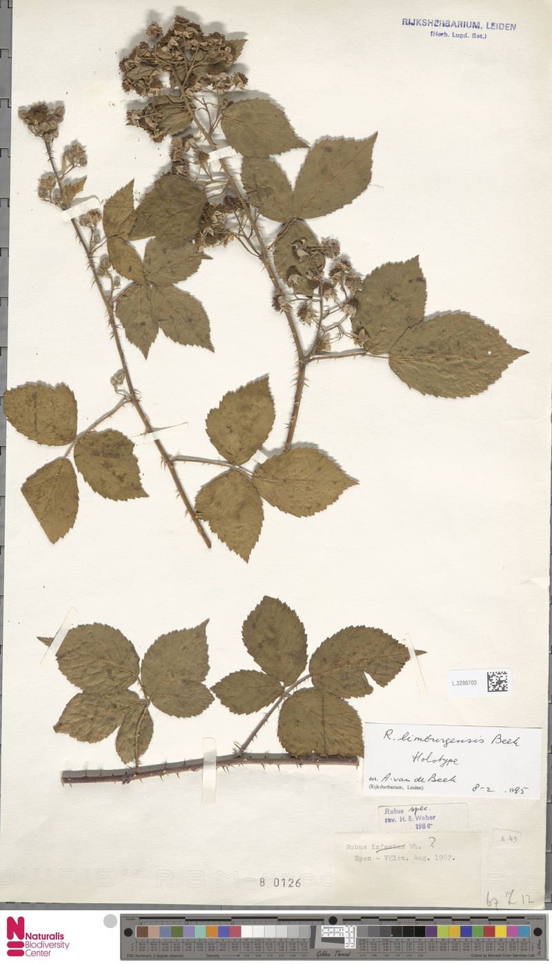 Rubus lamburnensis photo 6