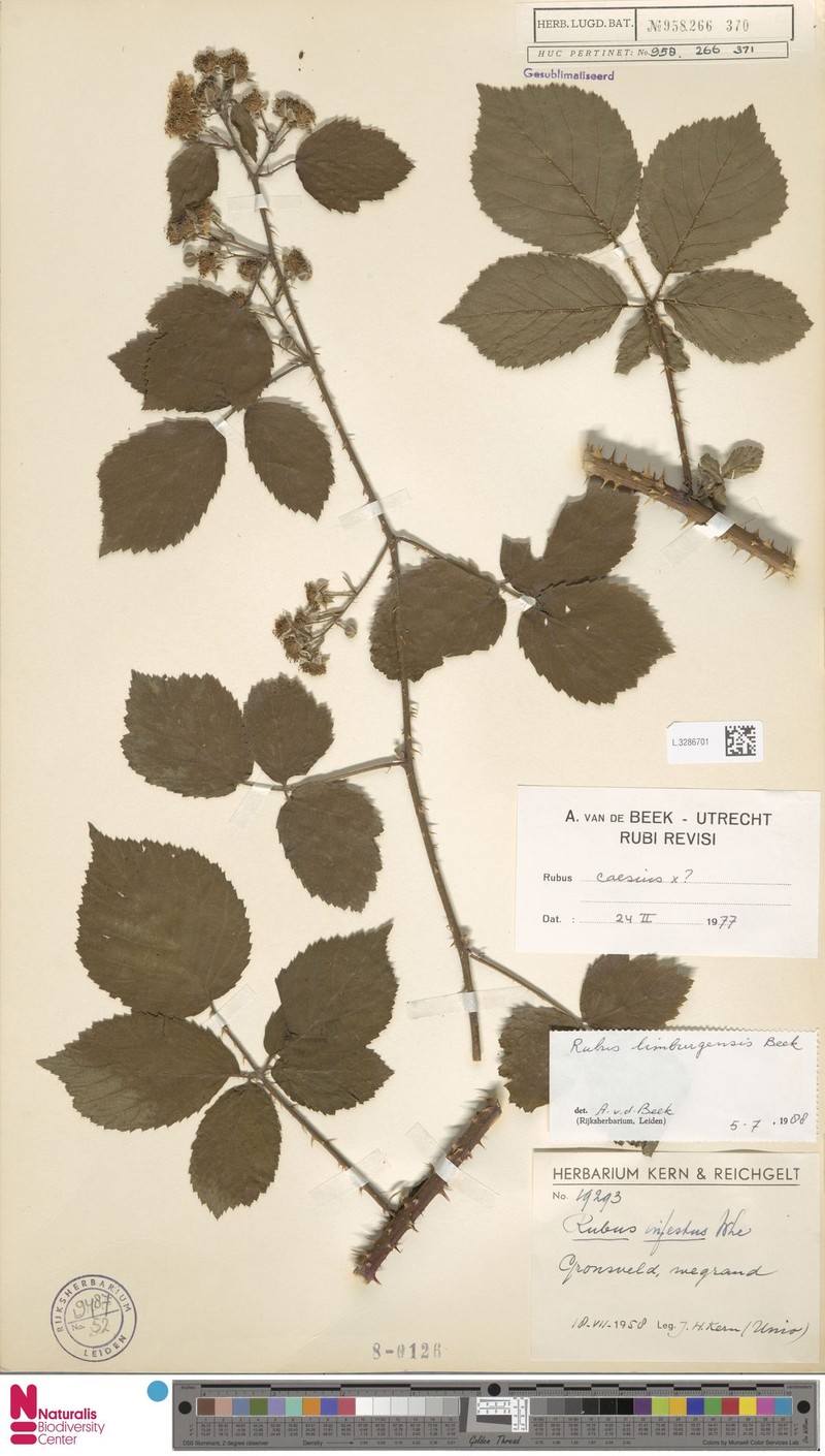 Rubus lamburnensis photo 7