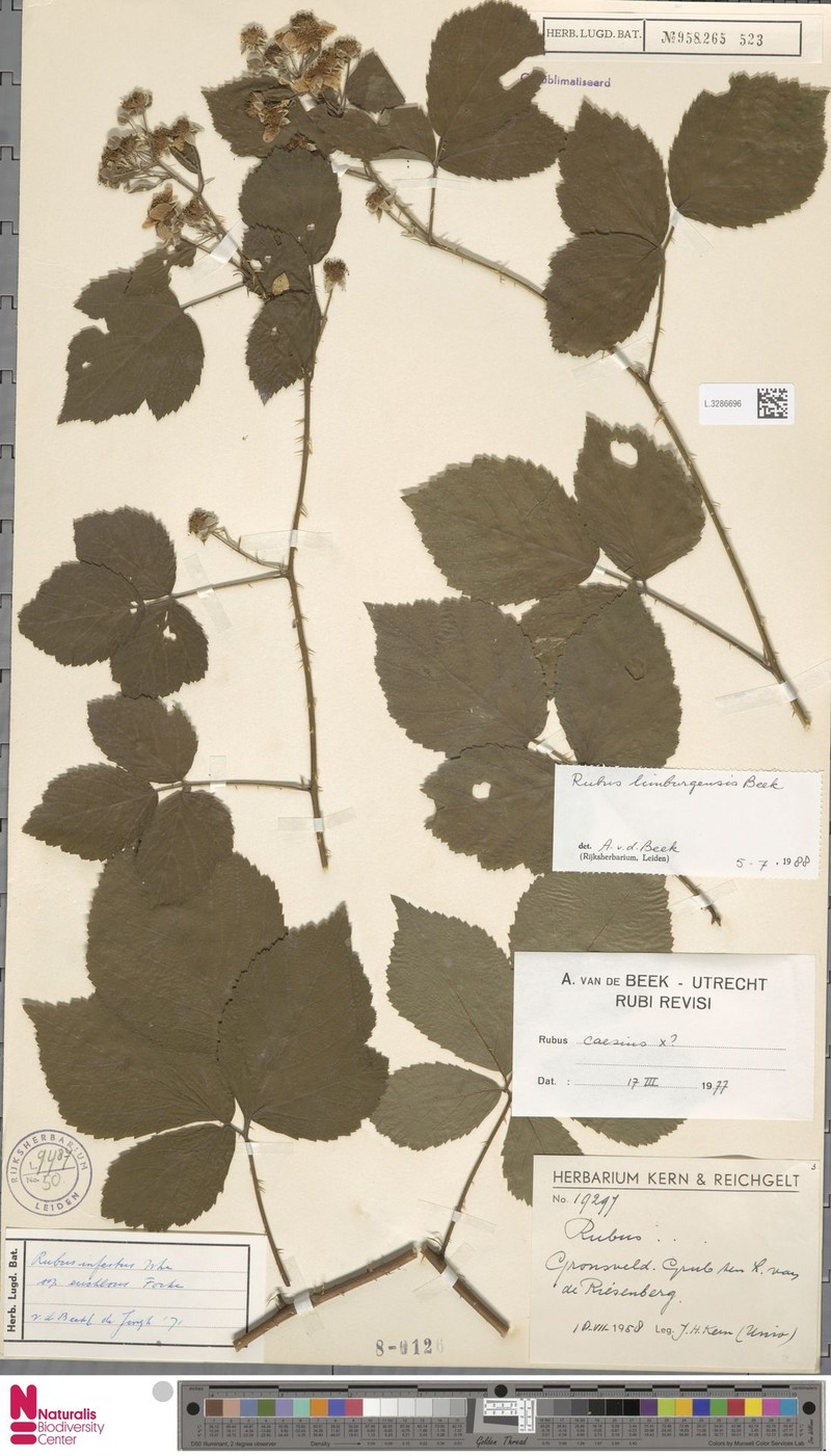 Rubus lamburnensis photo 8