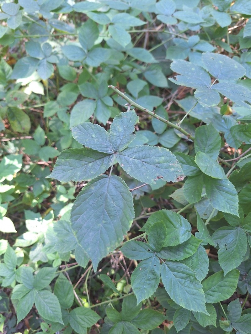 Rubus lamprocaulos