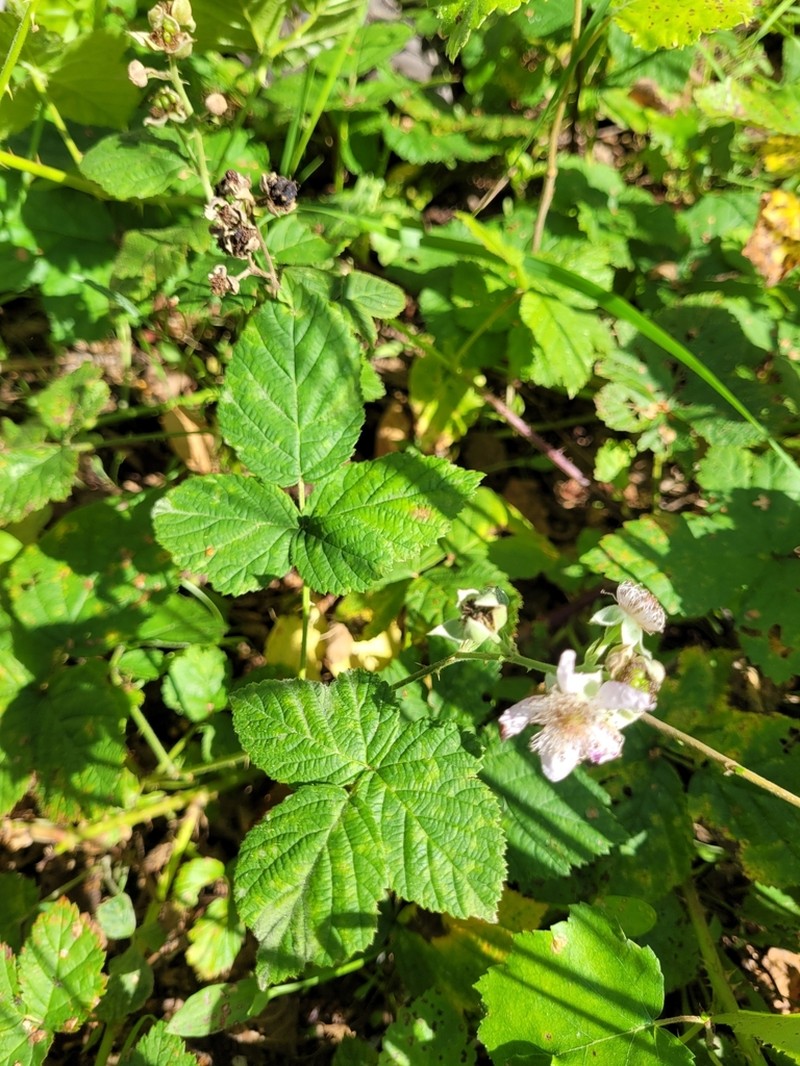 Rubus lamprocaulos photo 2