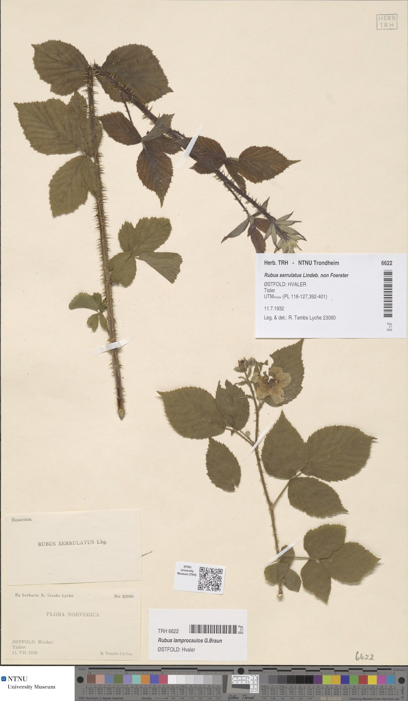 Rubus lamprocaulos photo 3