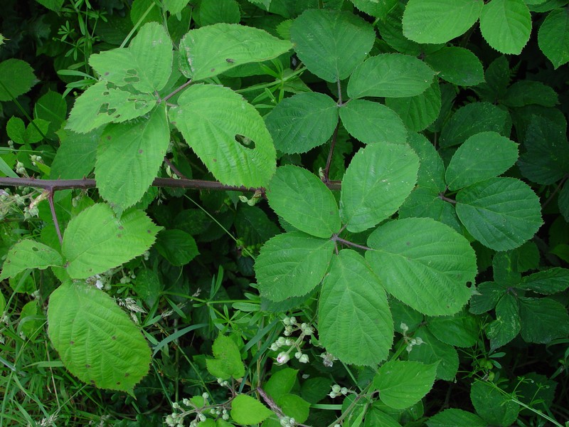 Rubus lanaticaulis photo 2