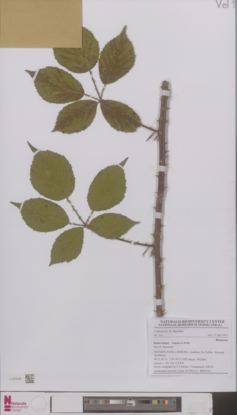 Rubus langei photo 2