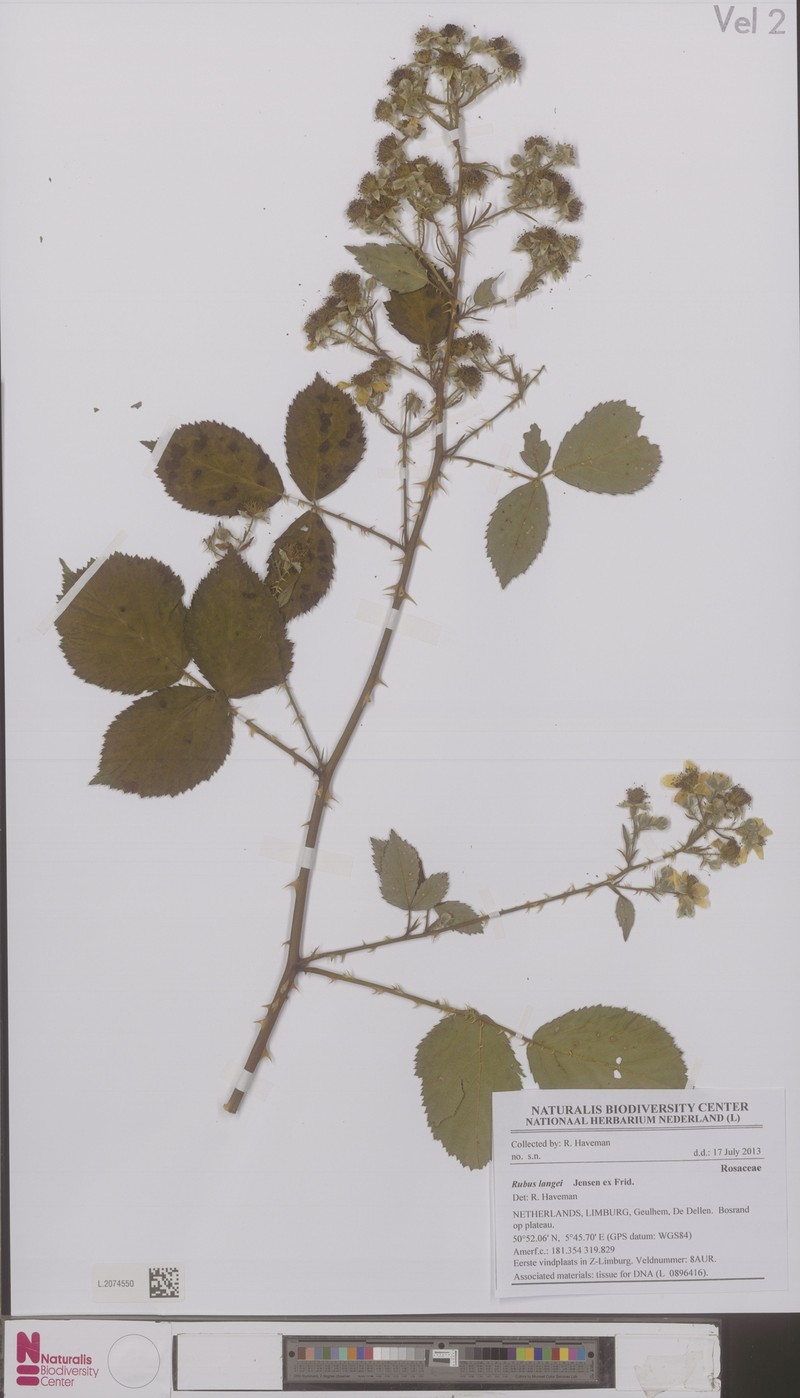 Rubus langei photo 3