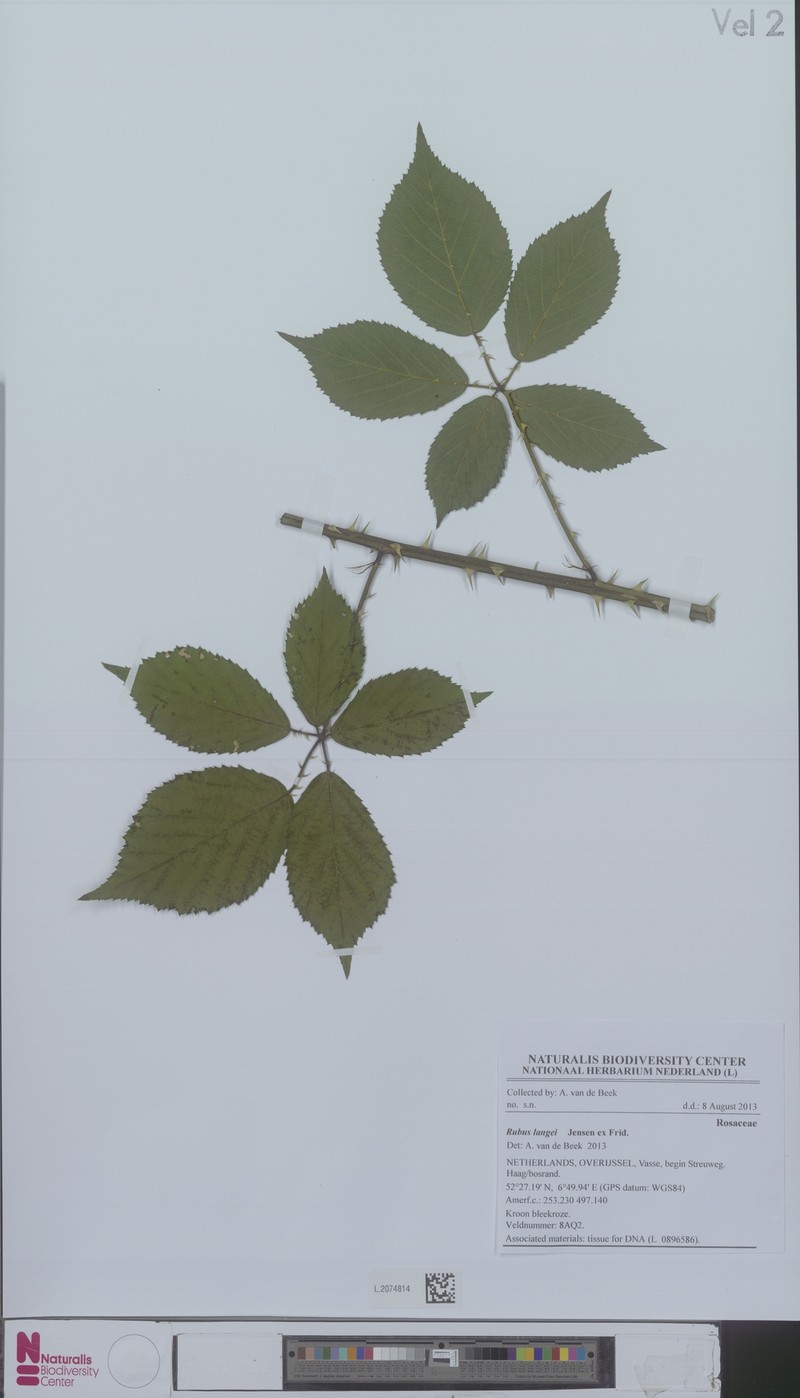 Rubus langei photo 4