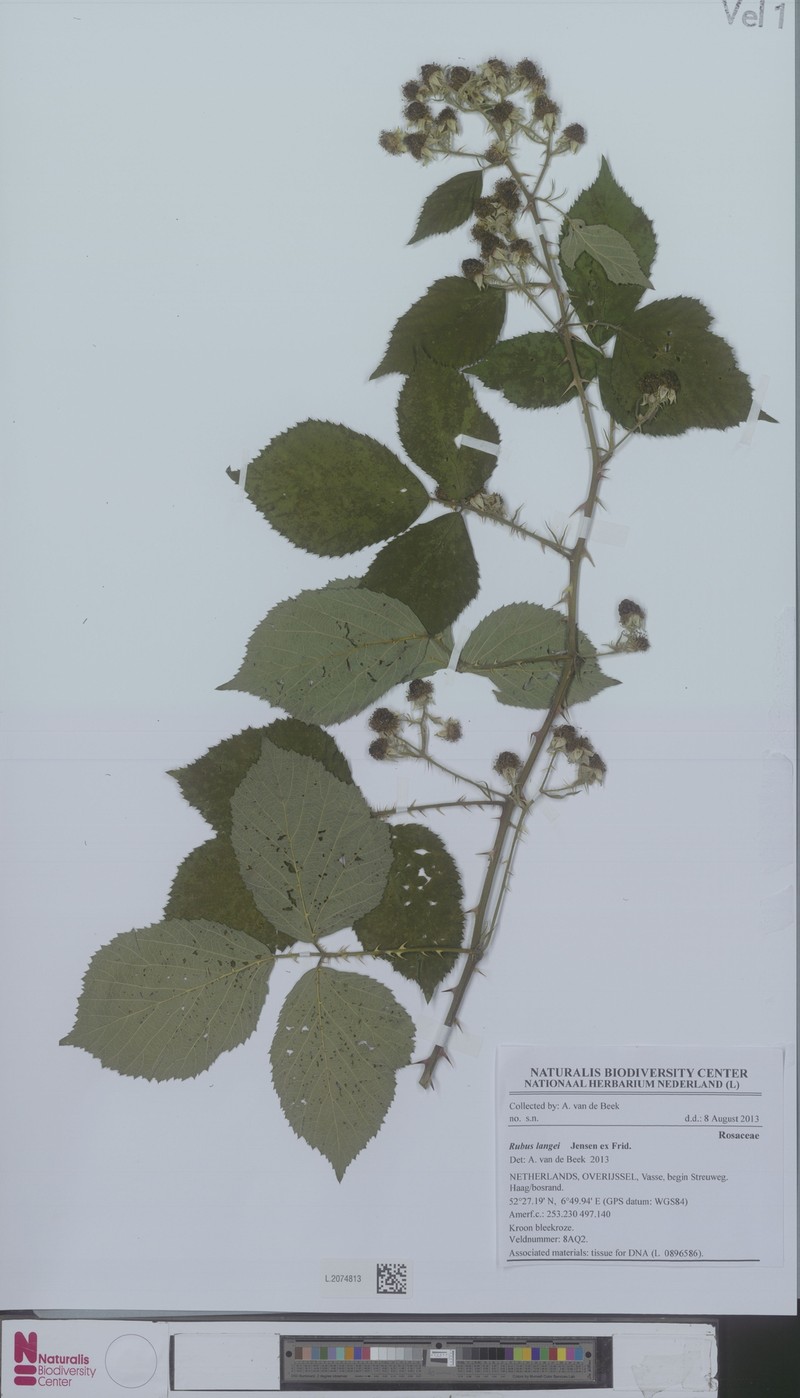 Rubus langei photo 5
