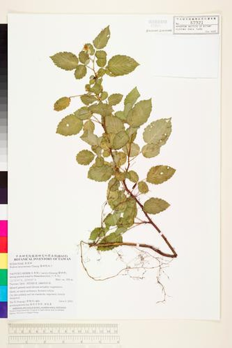 Rubus lanyuensis