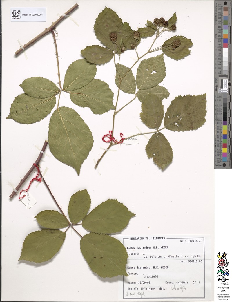 Rubus lasiandrus