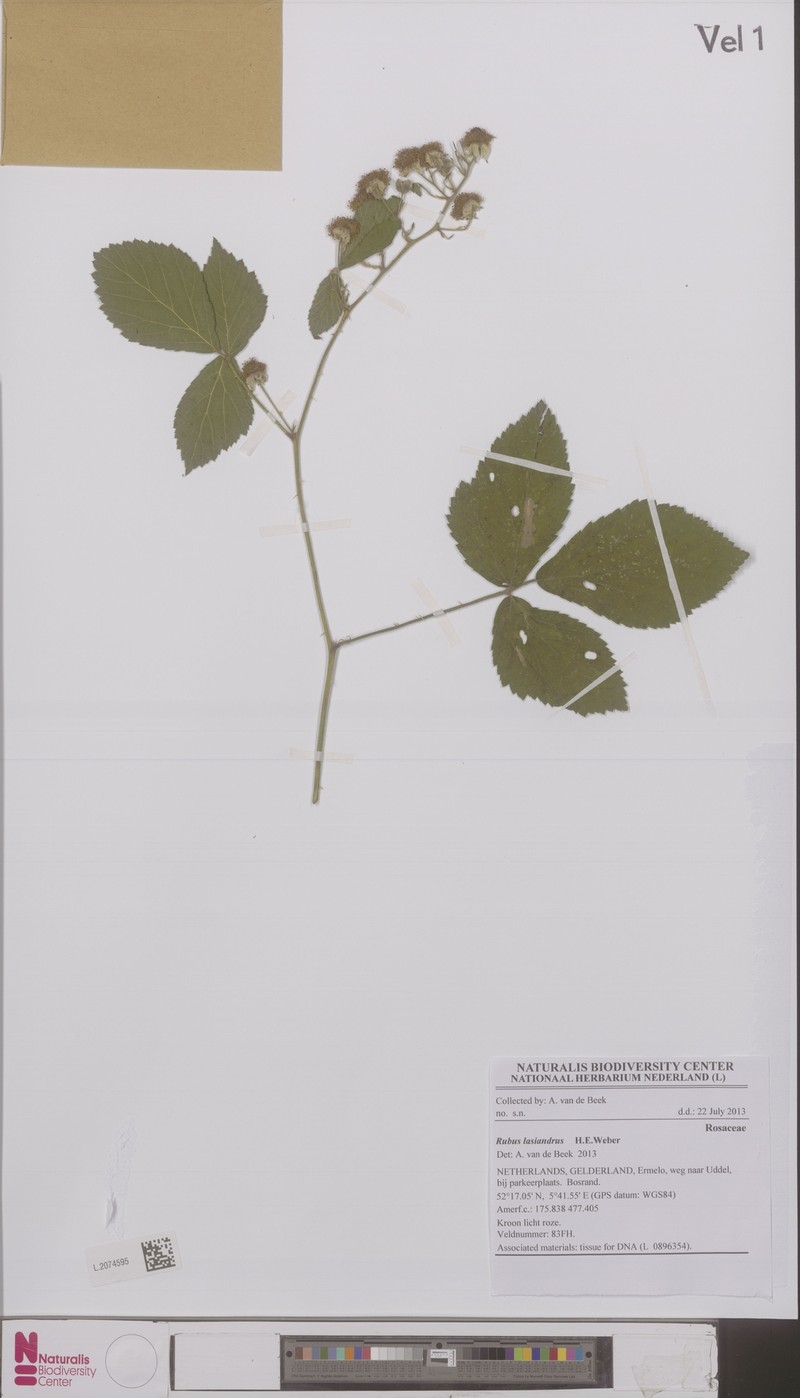 Rubus lasiandrus photo 2