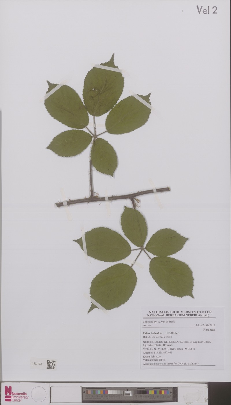 Rubus lasiandrus photo 3